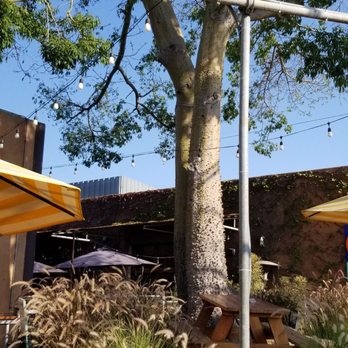Seabirds Kitchen - A huge tree with spikes! - Vegan Near Me - Costa Mesa, California