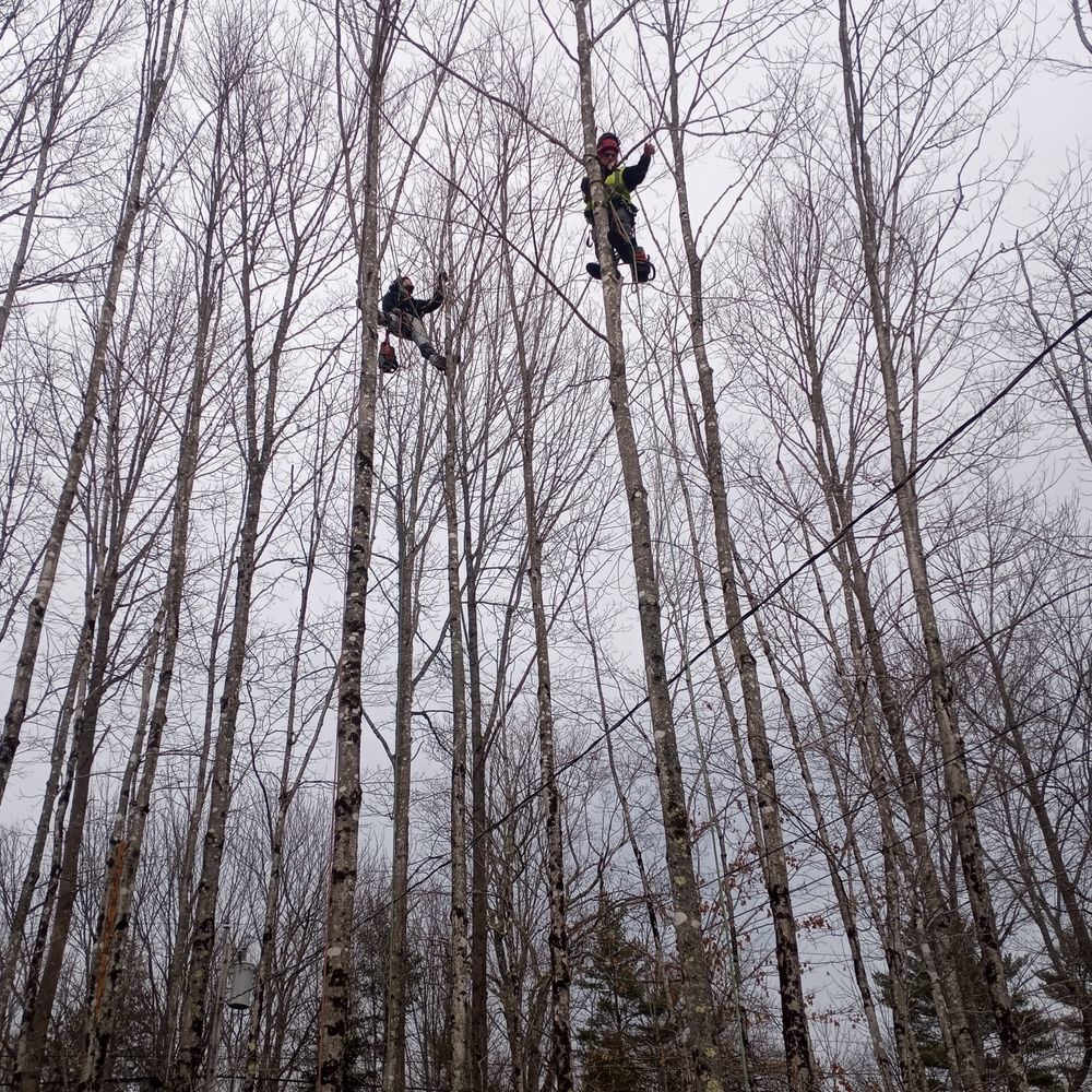 Lee's Tree Services - tree service in Swanville, ME
