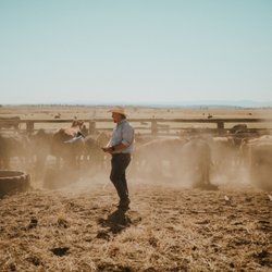 Rockin H Cattle - Separating Cattle