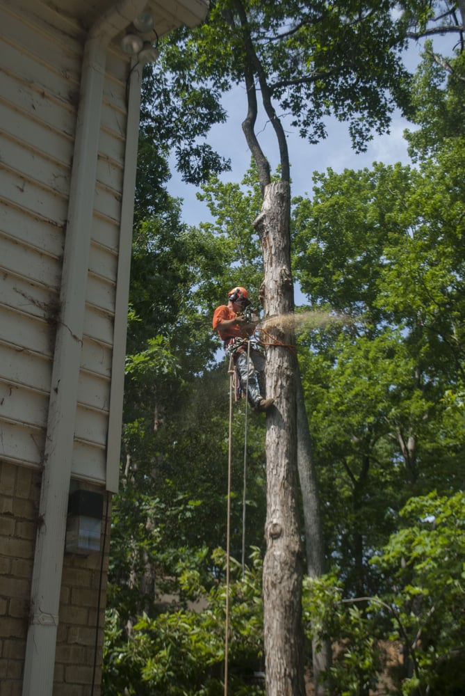 Celtic Services VB LLC Treecare & Landscaping - tree service in Virginia Beach, VA