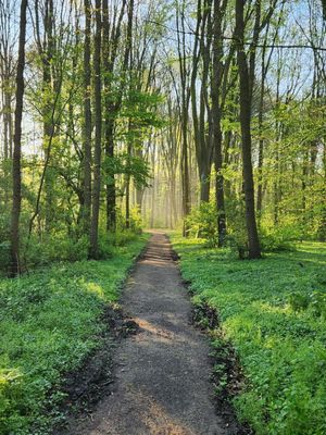 Het Amsterdamse Bos by null