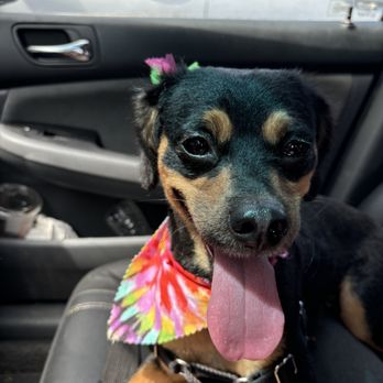 BLOOMINGTAILS GROOMING Updated June 2025 55 Photos 30 Reviews 4180 Victory Blvd Staten Island New York Pet Groomers Phone Number Yelp