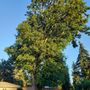 Photo of Tree and Stump Services llc.