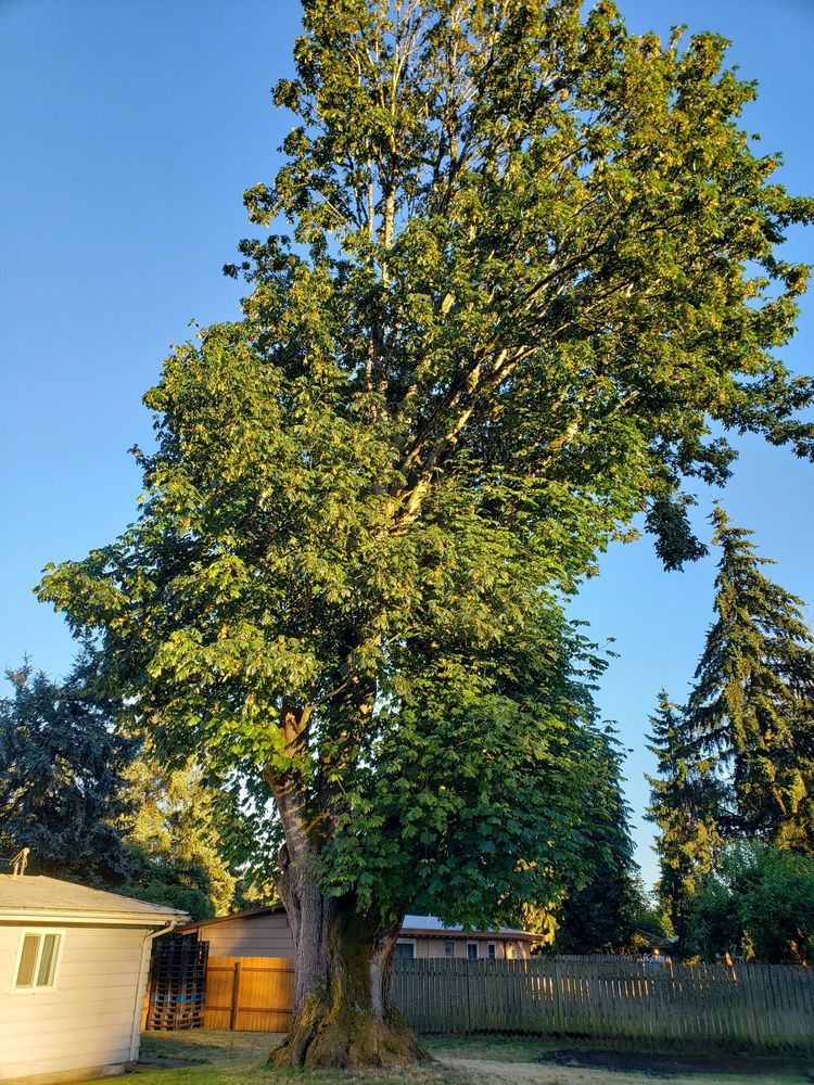 Tree and Stump Services llc. - tree service in Tacoma, WA