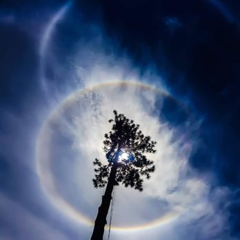 Corson Tree Services - Tree Services Near Me - Johnstown, Pennsylvania Corson Tree Services - Tree Services Near Me - Johnstown, Pennsylvania