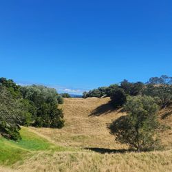 Cornwall Park