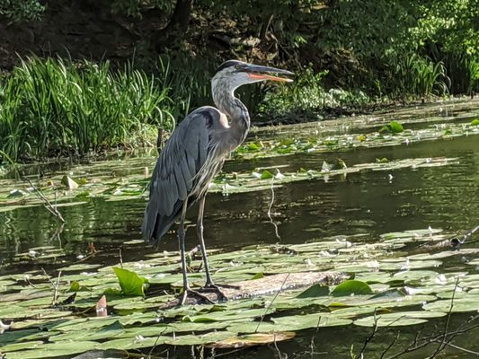 Kayak Pittsburgh North Park by null