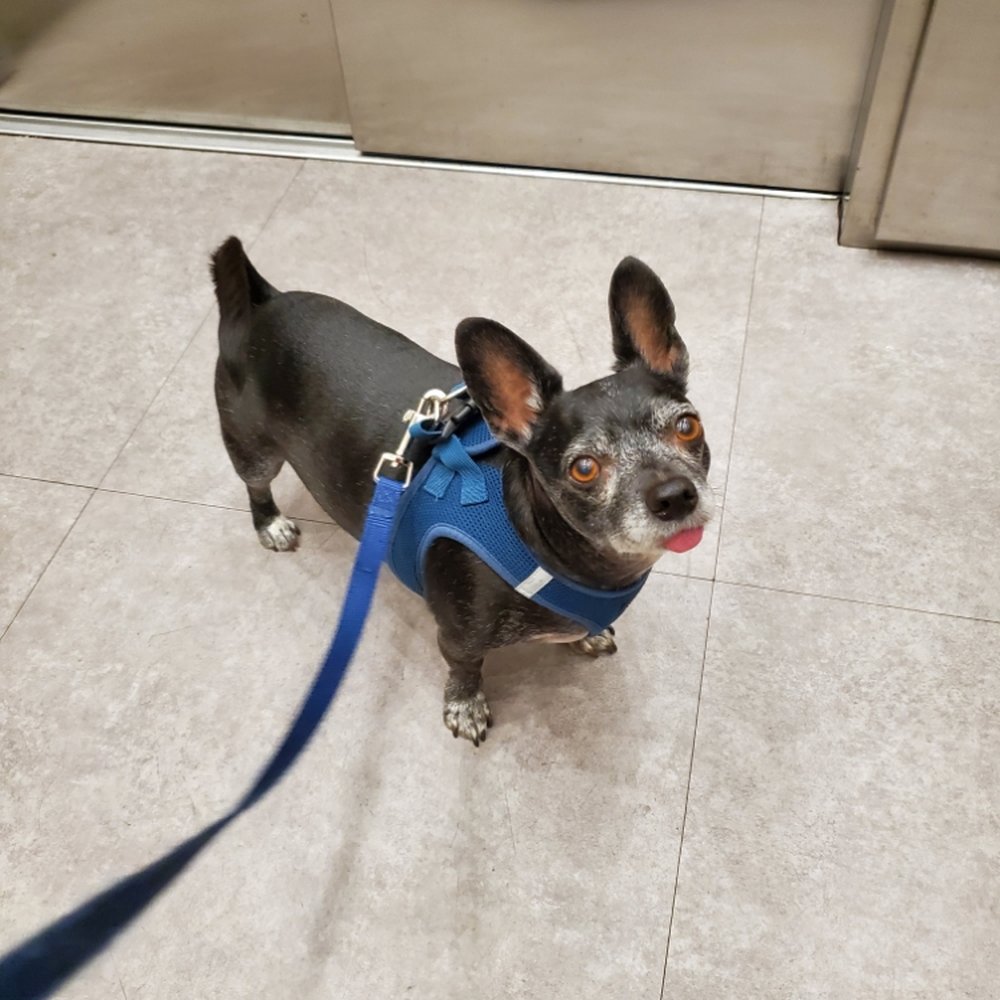 TOP 10 BEST 24 Hour Vet in Glendale, AZ - Updated 2026 - Yelp