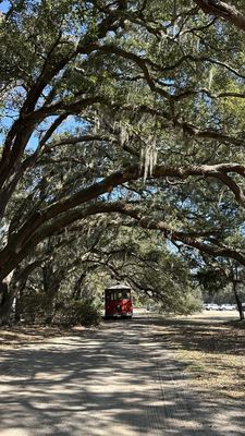 Charleston Tea Garden by null