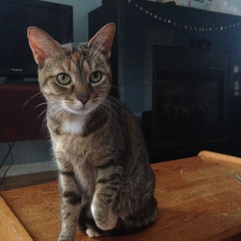 Felines & Canines - April, formerly known as Willa, the most affectionate kitty I've ever met the morning after coming home. - Animal Shelters Near Me - Chicago, Illinois