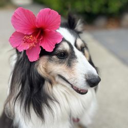 SAGE Veterinary Centers - Redwood City - Bubba