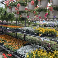Lowe's Home Improvement - Beautiful flowers