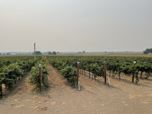 Hat Ranch Winery by null