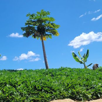 Mermaid Caves - # g r a t e f u l papaya tree (Ohana Family ) Beach clean-up - Beaches Near Me - Waianae, Hawaii Mermaid Caves - # g r a t e f u l papaya tree (Ohana Family ) Beach clean-up - Beaches Near Me - Waianae, Hawaii