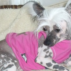 Paws, Whiskers & Wags - My beautiful little Poppy 2008-2023