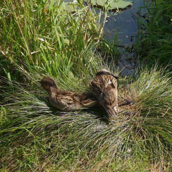 Garden City Park - Parks Near Me - Richmond, British Columbia