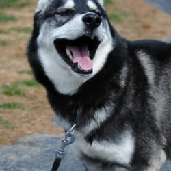 The Canine Training Center