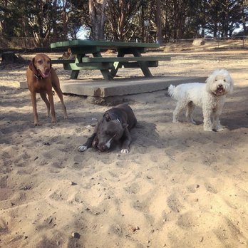 Penny And The Jets - Different dog park - Dog Walkers Near Me Penny And The Jets - Different dog park - Dog Walkers Near Me