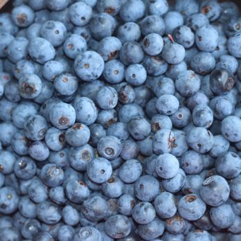 Buffalo Creek Berry Farm - Fresh you pick blueberries in June and July - Pick Your Own Farms Near Me - Lexington, Georgia Buffalo Creek Berry Farm - Fresh you pick blueberries in June and July - Pick Your Own Farms Near Me - Lexington, Georgia