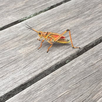 Audubon's Corkscrew Swamp Sanctuary - Lubber grasshopper - Hiking Near Me - Naples, Florida Audubon's Corkscrew Swamp Sanctuary - Lubber grasshopper - Hiking Near Me - Naples, Florida