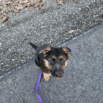 Von Der Stadtrand German Shepherds - Pet Breeders Near Me Von Der Stadtrand German Shepherds - Pet Breeders Near Me