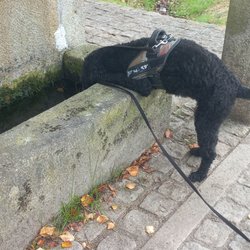 Animalima - Clínica Veterinaria - I'm thirsty, Bev! But where's the cerveza???