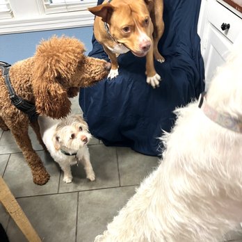 Fur Babies Bed And Biscuit - Pet Boarding Near Me - West Columbia, Texas