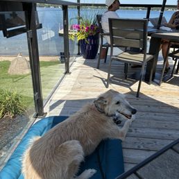 Faya relaxed in the shade . Faya relaxed in the shade .