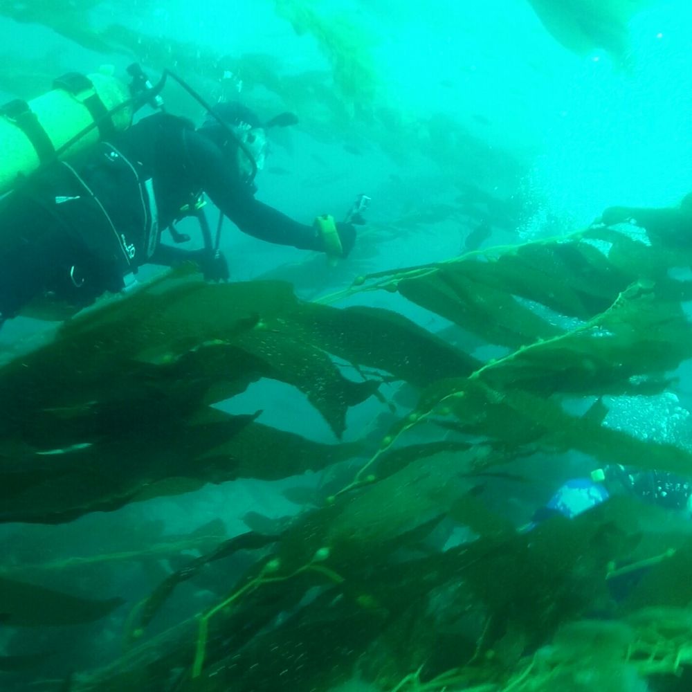 Dive Catalina - Diving through the kelp - Diving Near Me - Avalon, California Dive Catalina - Diving through the kelp - Diving Near Me - Avalon, California