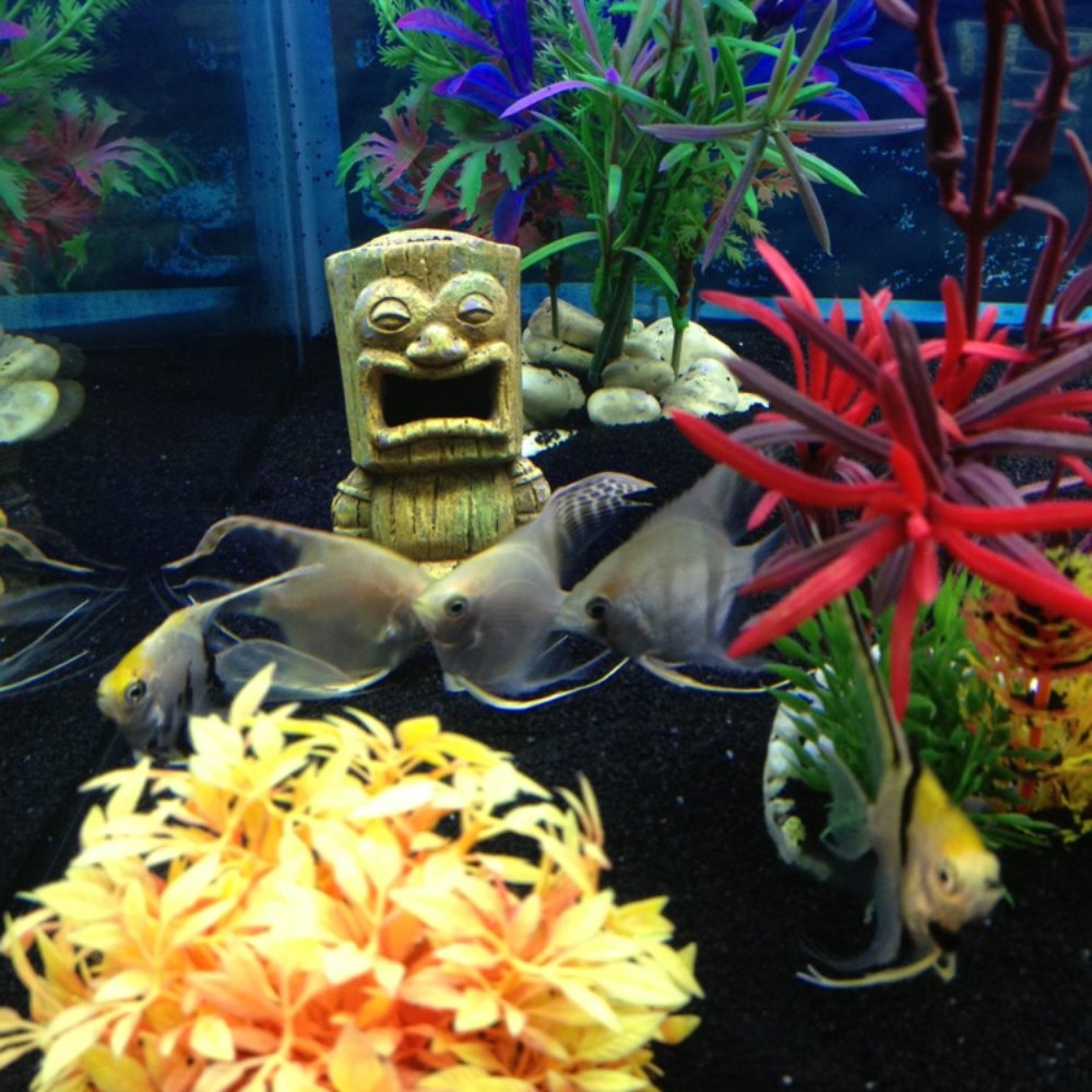 Vallejo Aquarium - Pet Stores Near Me - Vallejo, California Vallejo Aquarium - Pet Stores Near Me - Vallejo, California