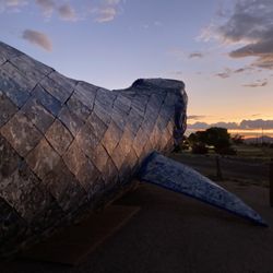 Ethyl The Whale - Ethyl at sunset