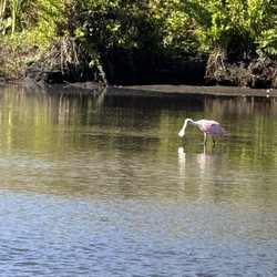 Navigator Riverboat Tours - Pink Spoonbill