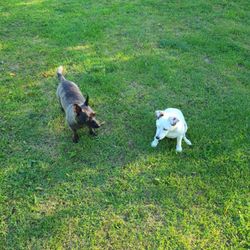 Hessman Mobile Veterinary Service - Jackie and loto