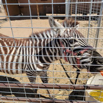 Windswept Ranch - Petting Zoos Near Me - Rosamond, California