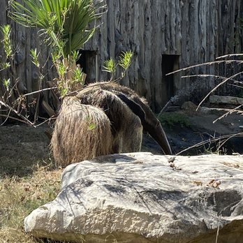 Dallas Zoo - Anteater - Zoos Near Me - Dallas, Texas Dallas Zoo - Anteater - Zoos Near Me - Dallas, Texas
