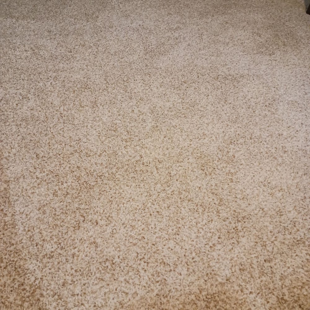 Carpeting we purchased looks awesome!