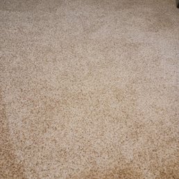 Carpeting we purchased looks awesome!