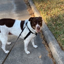 The Pet Lady - Dog walking