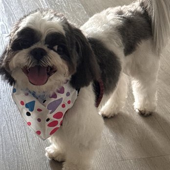 Pawfections - Louie always looks so handsome! Gabriela is lovely and the prices Are so reasonable! 10/10 recommend - Pet Groomers Near Me - Coconut Creek, Florida Pawfections - Louie always looks so handsome! Gabriela is lovely and the prices Are so reasonable! 10/10 recommend - Pet Groomers Near Me - Coconut Creek, Florida