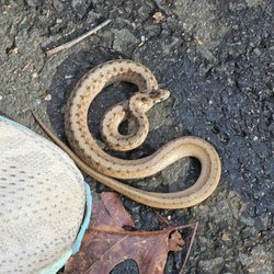 Farmington Canal Heritage Trail