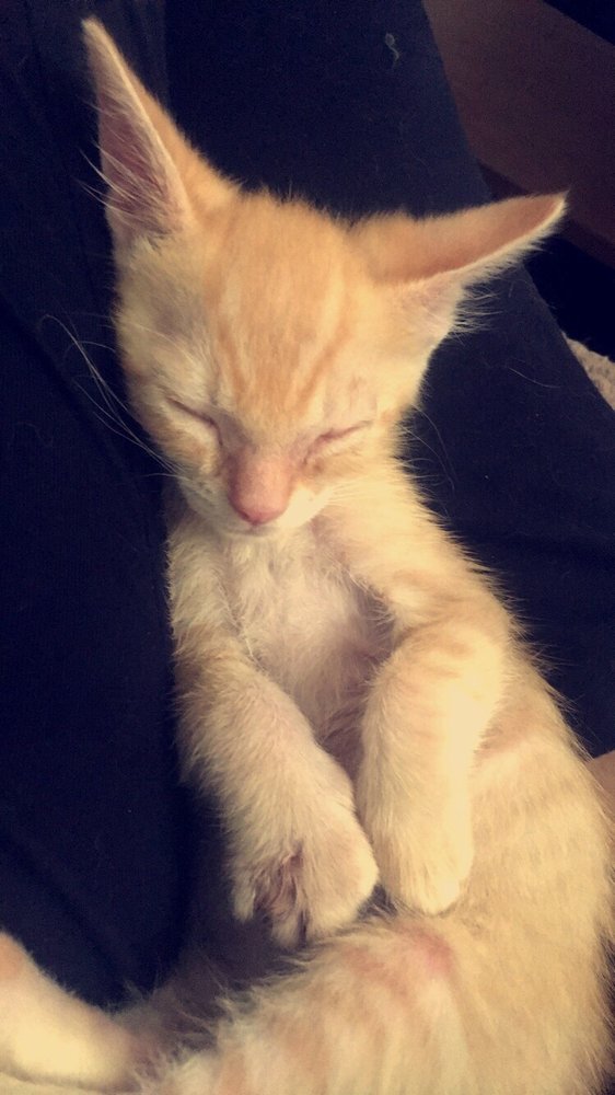 vca sunset animal hospital