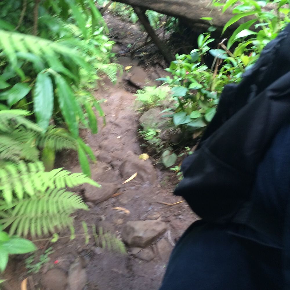 Waimano Loop Trail - Many areas path is crossed by trees you must go over or under. - Hiking Near Me - Pearl City, Hawaii Waimano Loop Trail - Many areas path is crossed by trees you must go over or under. - Hiking Near Me - Pearl City, Hawaii