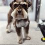 Photo of Kontota of Central Houston - Mobile Dog Grooming