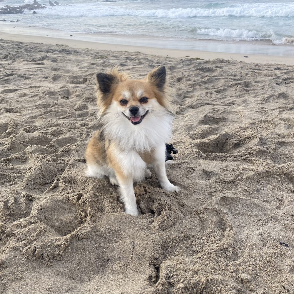 OC Pom Rescue - Community Service/Non-Profit Near Me - Huntington Beach, California OC Pom Rescue - Community Service/Non-Profit Near Me - Huntington Beach, California