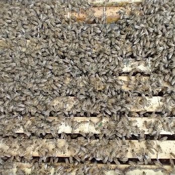 Vegas Bees - They like their new home - Pest Control Near Me Vegas Bees - They like their new home - Pest Control Near Me