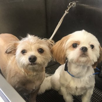 bathing beauties mobile dog grooming