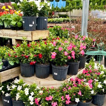 Moore & Moore Garden Center - Dipladenia shrubs - Nurseries & Gardening Near Me - Nashville, Tennessee Moore & Moore Garden Center - Dipladenia shrubs - Nurseries & Gardening Near Me - Nashville, Tennessee