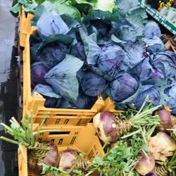 Gut Kremsdorf - Kohl  soweit das Auge reicht