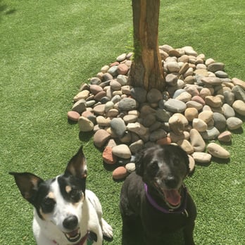 The Pet Divas - Krawl and Sam picture perfect at the doggie park - Dog Walkers Near Me The Pet Divas - Krawl and Sam picture perfect at the doggie park - Dog Walkers Near Me
