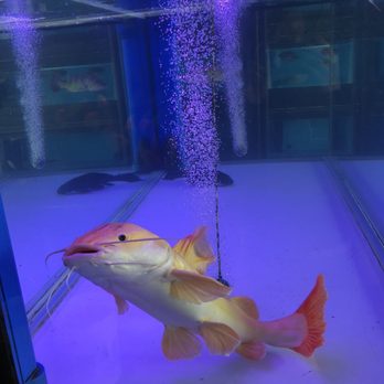 CK Aquarium - Gold cat fish - Local Fish Stores Near Me - San Gabriel, California CK Aquarium - Gold cat fish - Local Fish Stores Near Me - San Gabriel, California